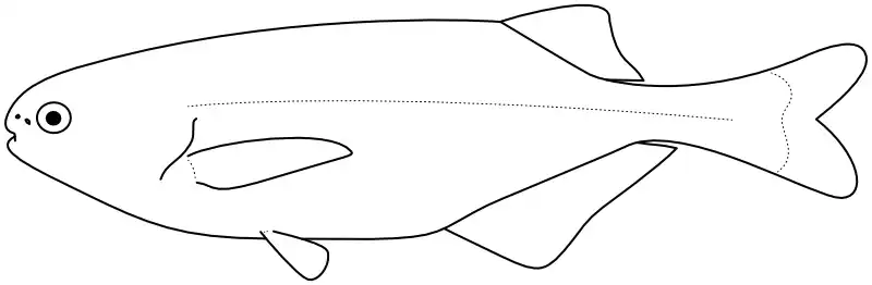 Ilustrace zástupce rodu Brienomyrus Ilustrace zástupce rodu Brienomyrus