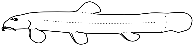 Ilustrace zástupce rodu Aborichthys