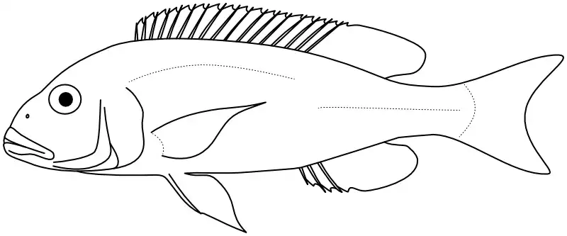 Ilustrace zástupce rodu Buccochromis Ilustrace zástupce rodu Buccochromis