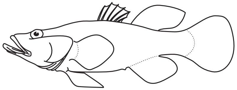 Ilustrace zástupce rodu Bunaka