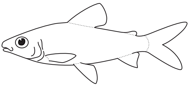 Ilustrace zástupce rodu Caenotropus