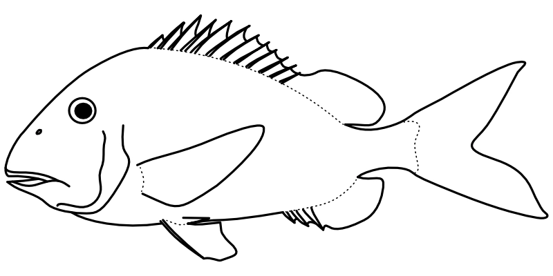 Ilustrace zástupce rodu Calamus