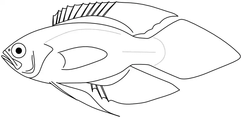 Ilustrace zástupce rodu 