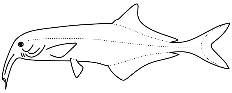 Ilustrace zástupce rodu Campylomormyrus