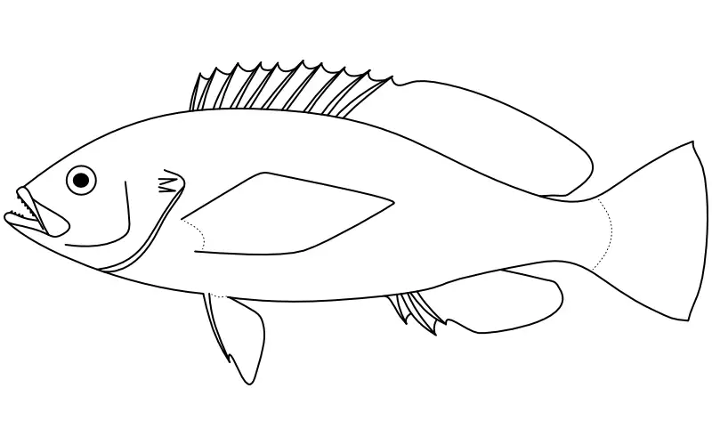 Ilustrace zástupce rodu Caprodon