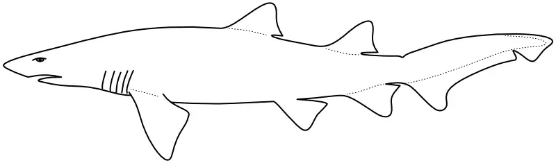 Ilustrace zástupce rodu Carcharias