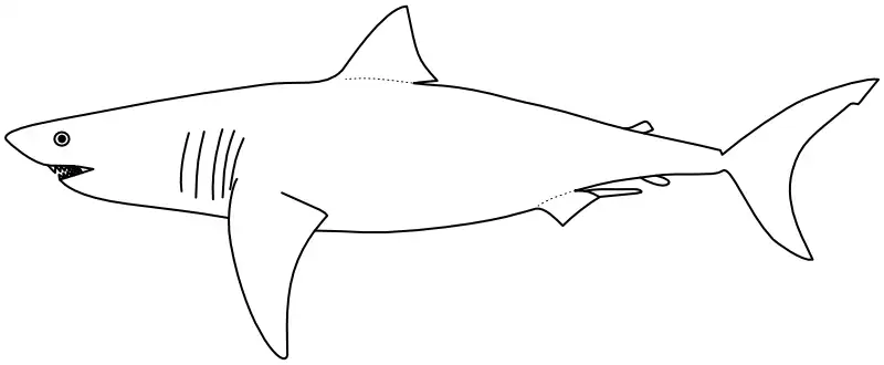 Ilustrace zástupce rodu Carcharodon