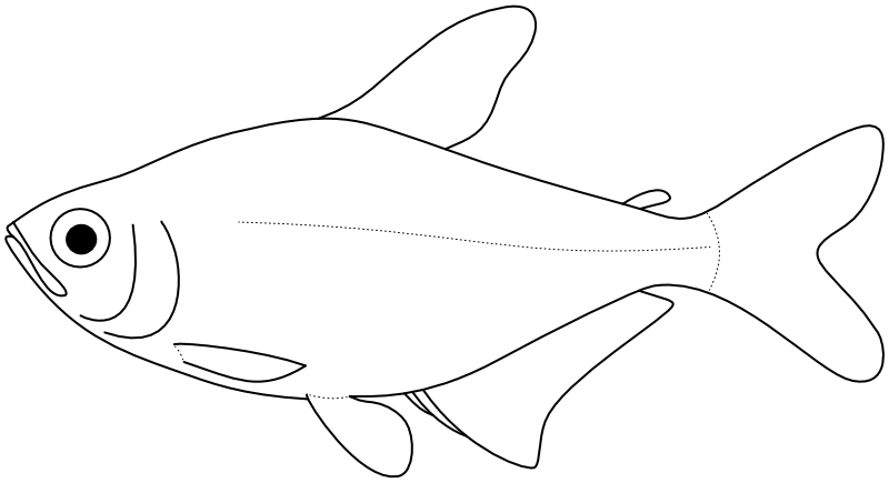 Ilustrace zástupce rodu Megalamphodus