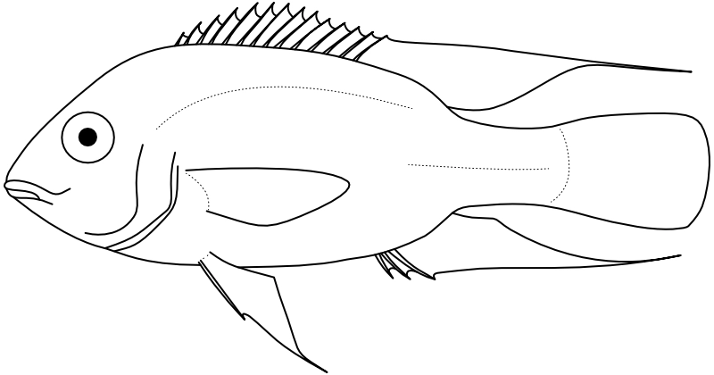 Ilustrace zástupce rodu Aequidens