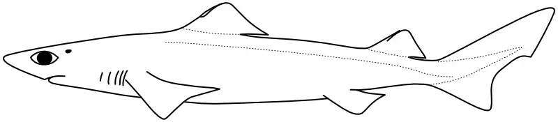 Ilustrace zástupce rodu Centrophorus