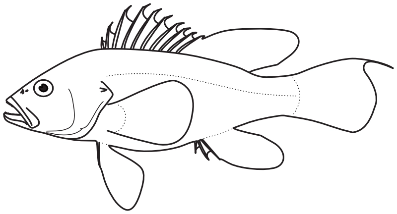 Ilustrace zástupce rodu Centropristis