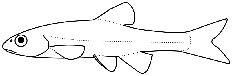 Ilustrace zástupce rodu Ericymba