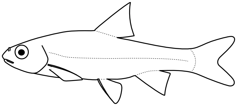 Ilustrace zástupce rodu Hudsonius