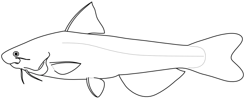 Ilustrace zástupce rodu Cetopsis