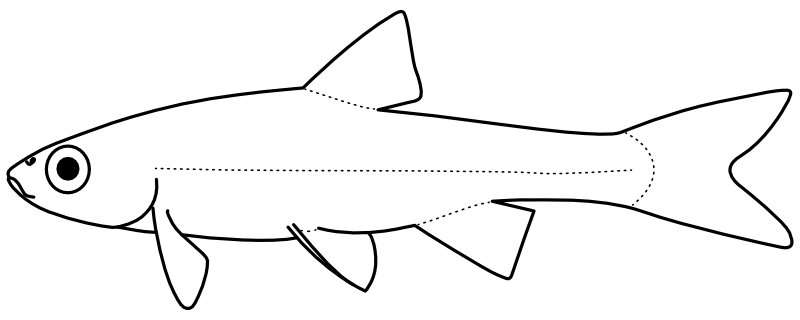 Ilustrace zástupce rodu Miniellus