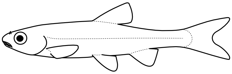Ilustrace zástupce rodu Paranotropis