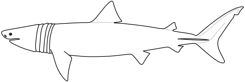 Ilustrace zástupce rodu Cetorhinus