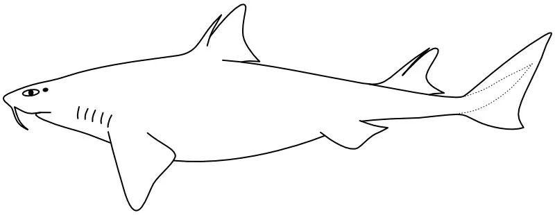 Ilustrace zástupce rodu Cirrhigaleus