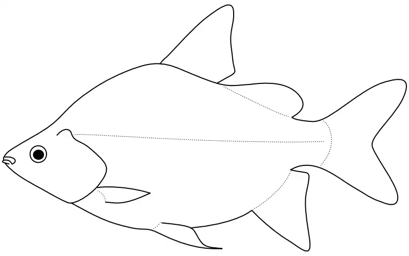 Ilustrace zástupce rodu Citharidium