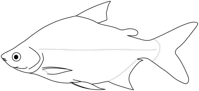 Ilustrace zástupce rodu Citharinops Ilustrace zástupce rodu Citharinops