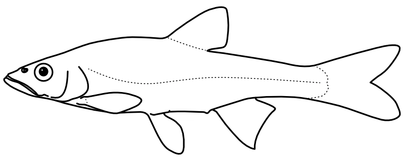 Ilustrace zástupce rodu Clinostomus