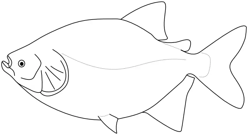 Ilustrace zástupce rodu Colossoma Ilustrace zástupce rodu Colossoma