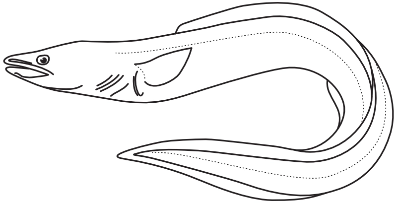 Ilustrace zástupce rodu Conger