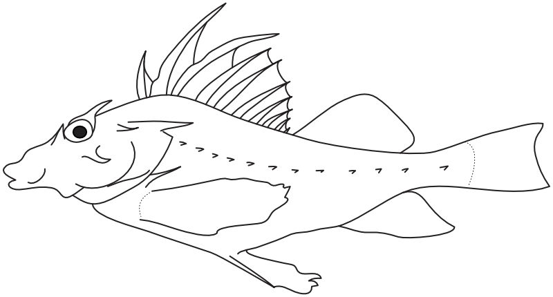 Ilustrace zástupce rodu Congiopodus