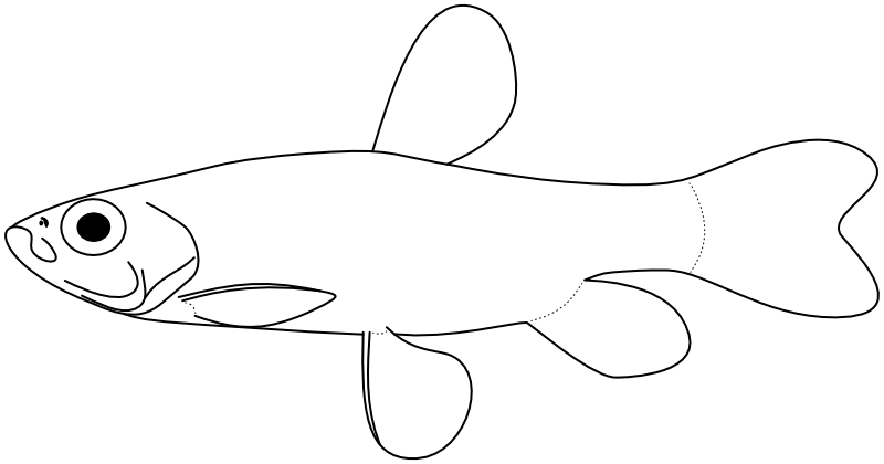 Ilustrace zástupce rodu Copeina