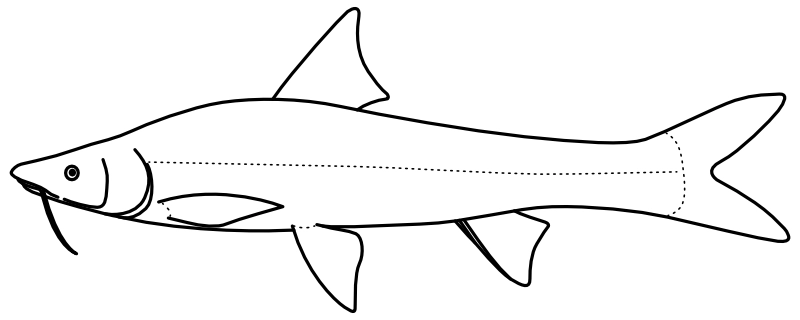 Ilustrace zástupce rodu Coreius