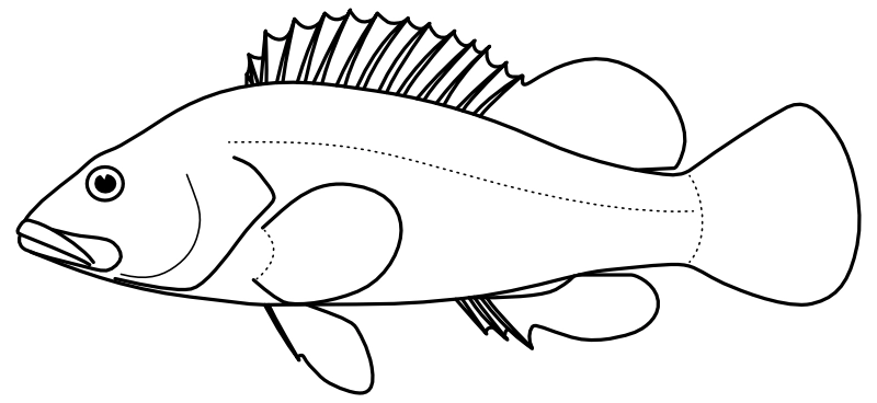 Ilustrace zástupce rodu Coreoperca