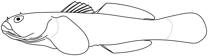 Ilustrace zástupce rodu 