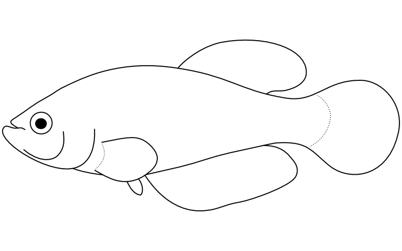 Ilustrace zástupce rodu Cypholebias