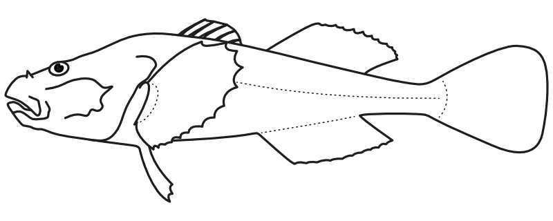 Ilustrace zástupce rodu Cottinella