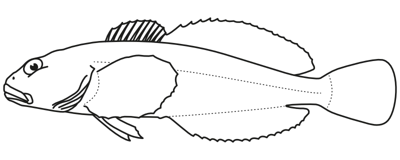 Ilustrace zástupce rodu Cottus