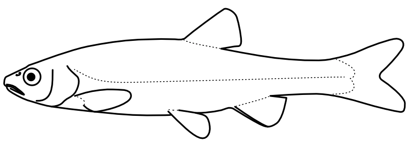 Ilustrace zástupce rodu Couesius