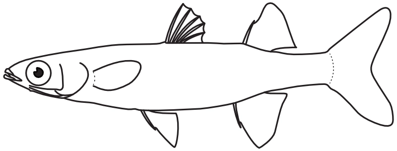 Ilustrace zástupce rodu Craterocephalus