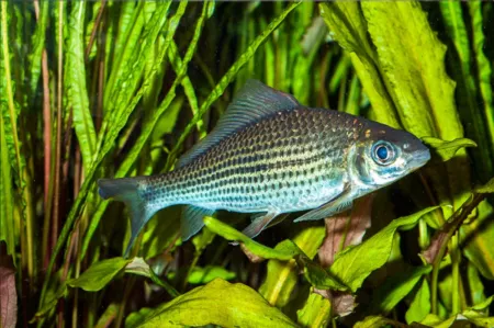 Fotografie druhu Labiobarbus leptocheilus