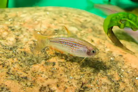 Fotografie druhu Inpaichthys parauapiranga 
