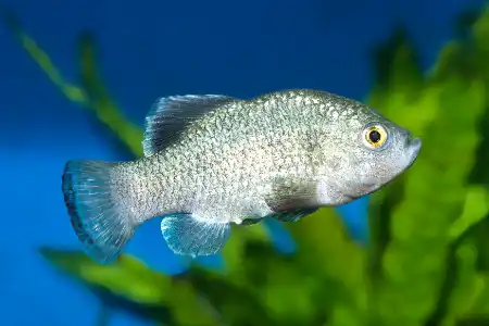 Fotografie druhu Cyprinodon longidorsalis 
