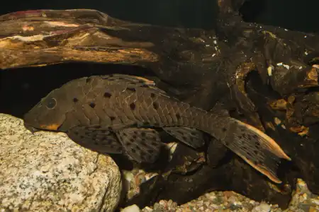 Fotografie druhu Pseudorinelepis genibarbis