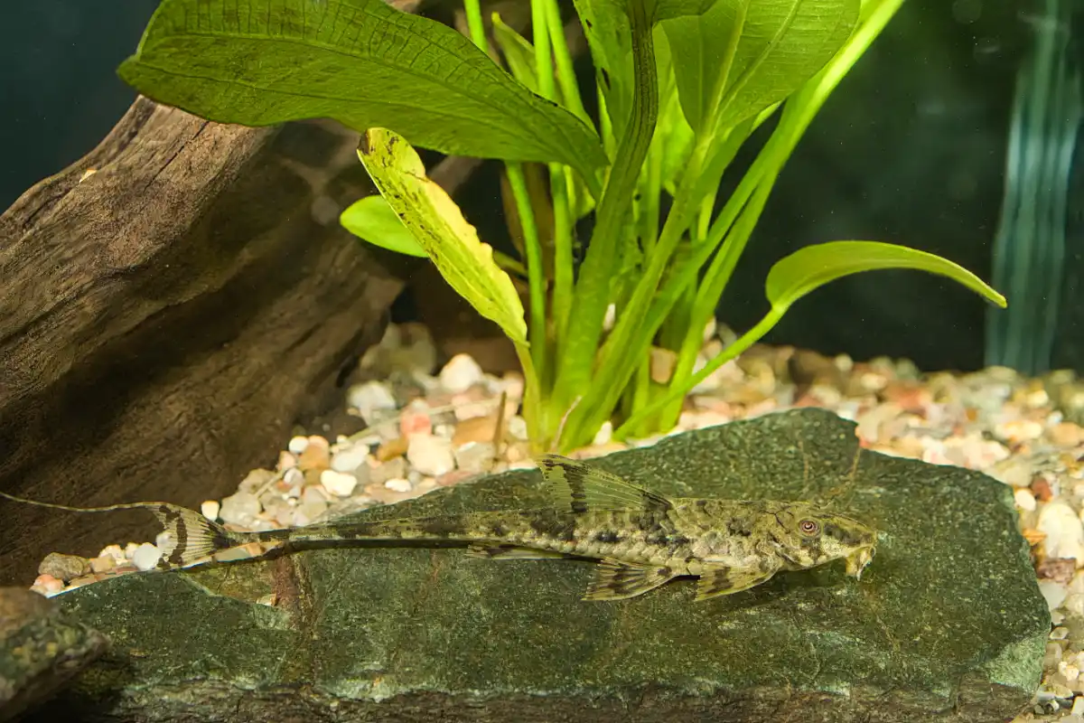 Fotografie druhu Loricaria sp.  Rio Putumayo