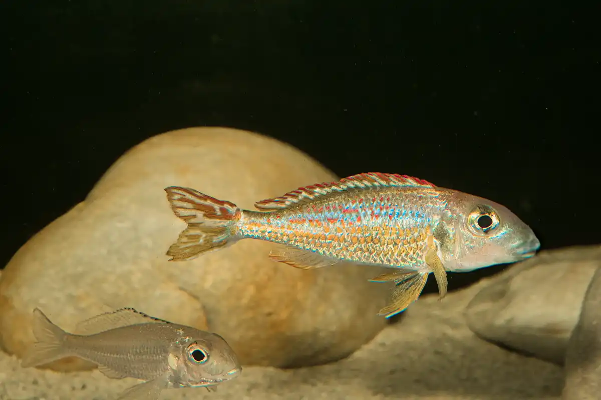 Fotografie druhu Callochromis pleurospilus  Bangwe