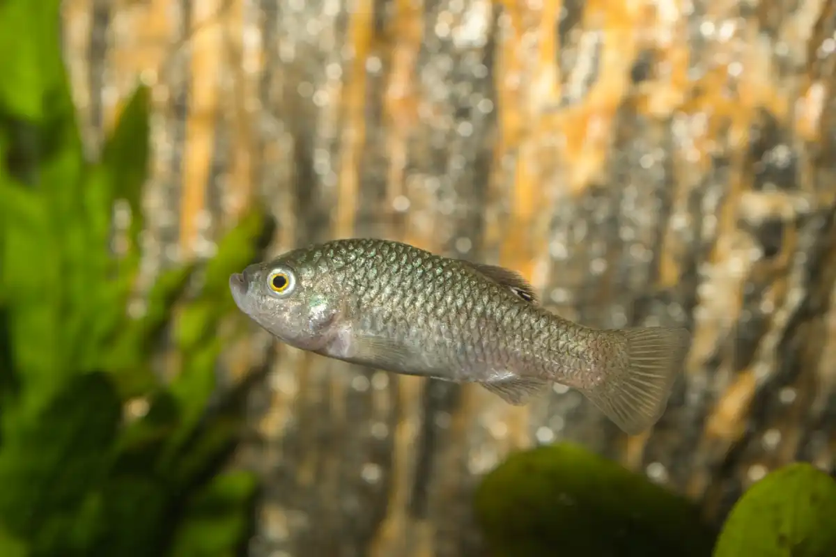 Fotografie druhu Cyprinodon longidorsalis 