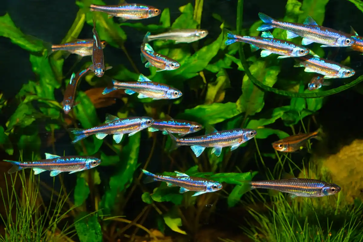 Fotografie druhu Hydrophlox chrosomus