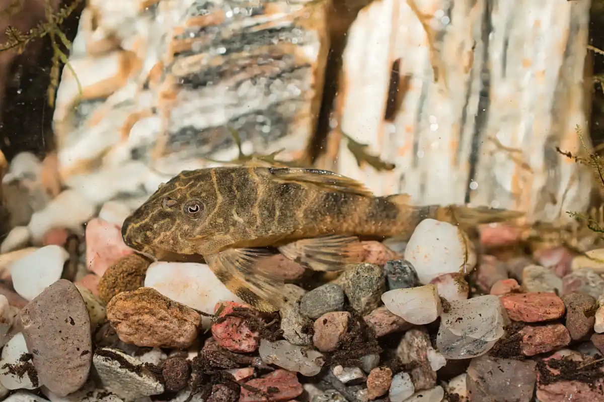 Fotografie druhu Panaqolus maccus