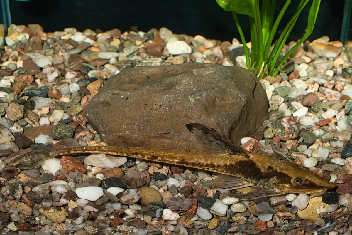 Fotografie druhu Sturisomatichthys panamensis