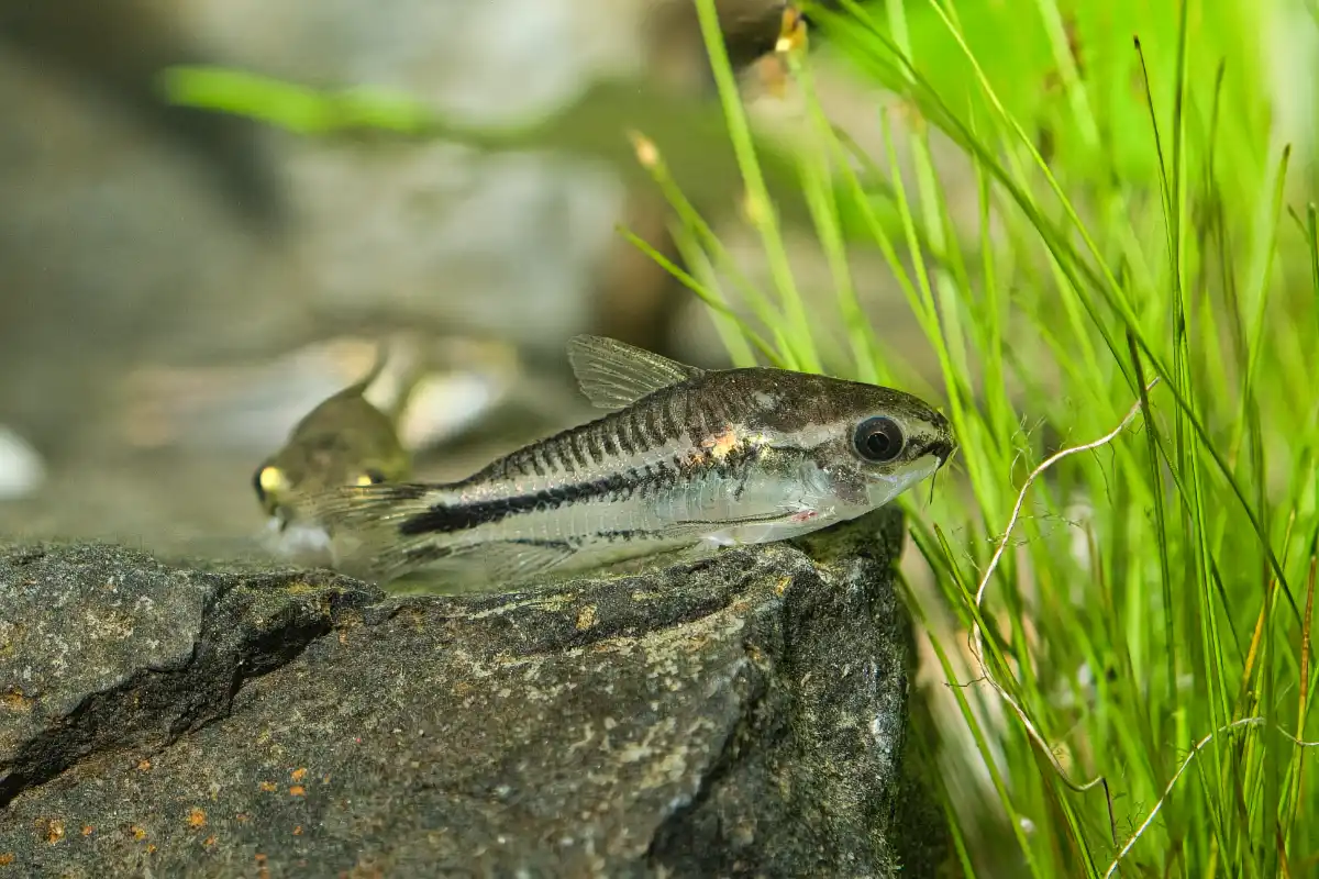 Fotografie druhu Gastrodermus pygmaeus
