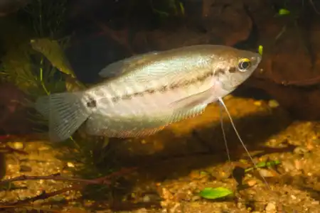 Fotografie druhu Trichopodus pectoralis 