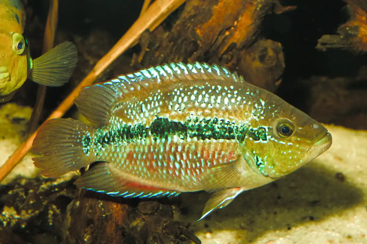 Trichromis salvini